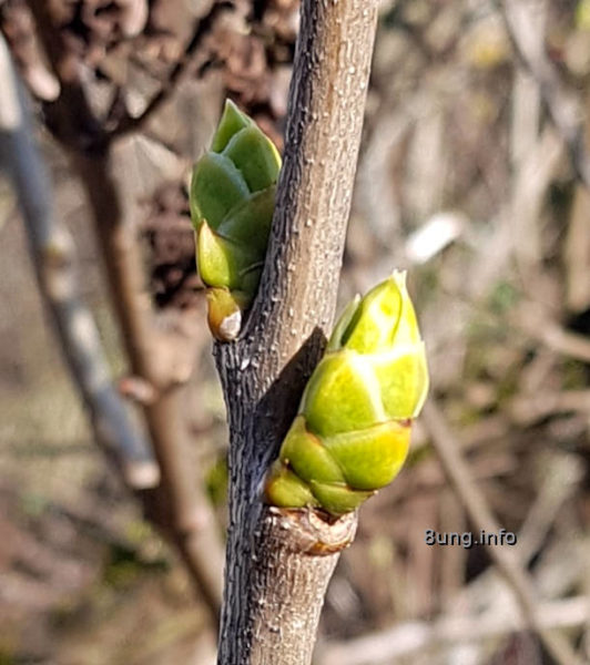 Frühlingsanfang 2021 - Flieder Knospen