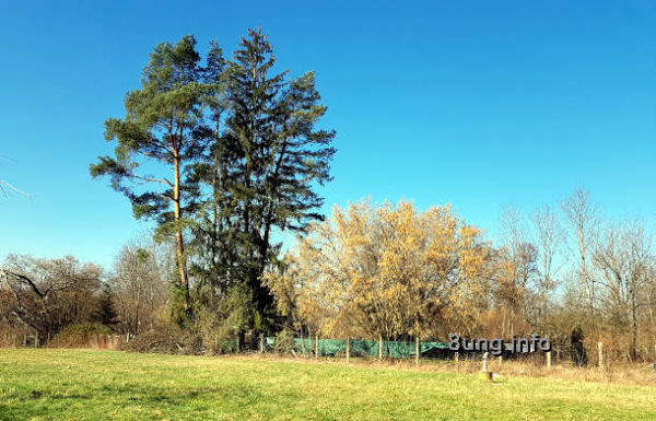 Kiefer und großer Haselnuss-Busch begrenzen die Wiese