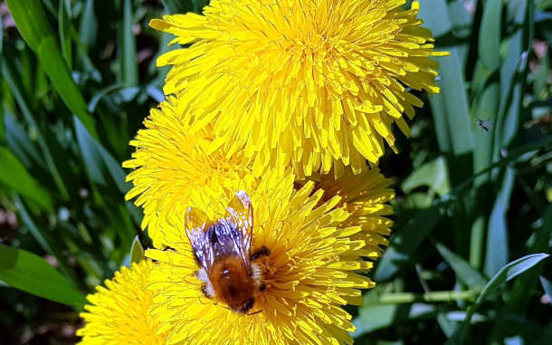Löwenzahnblüten mit Biene