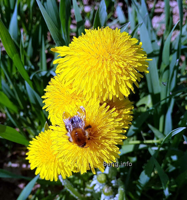 Löwenzahnblüten mit Biene