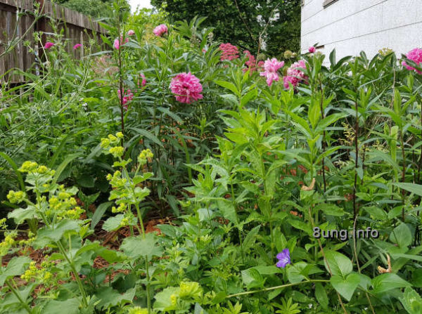 ✿ Garten im Juni: 1. Dicke Bohnen – reif fürs Mittagessen | Kulturmagazin 8ung.info Wetter im Juni: Blumengarten