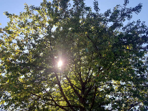 Sonne scheint durch den Baum