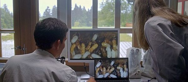 Der wilde Wald: Ambrosiakäfer im Riesenformat (c) Lisa Eder Film