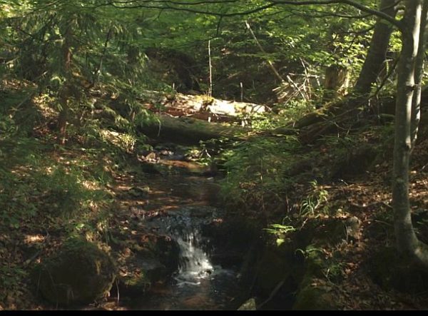 Der wilde Wald: unberührte Natur (c) Lisa Eder Film