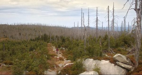 Der wilde Wald: abgestorbene Bäume (c) Lisa Eder Film