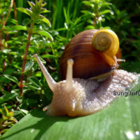 ✿ Gartentagebuch: Nacktschnecken – unbeliebte Mitesser