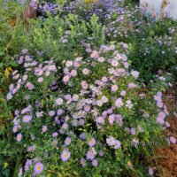 ✿ Gartentagebuch mit Fotos: Bienen lieben Astern