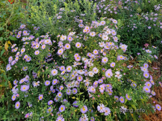 Blühende lila Strahlenastern im vorgarten