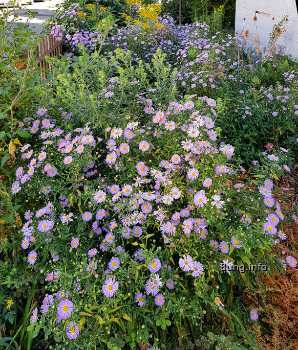 Blühende lila Strahlenastern im vorgarten