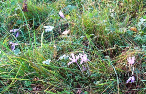 Herbstlosen auf der Wiese