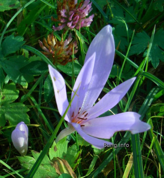 Herbstzeitlose Blüte, Kleeblüten