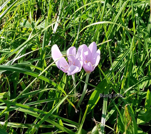 Herbstzeitlosen im Gras