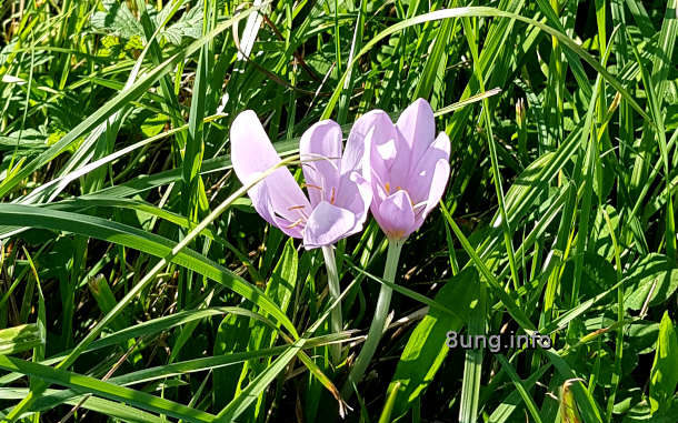 Herbstzeitlose im Gras