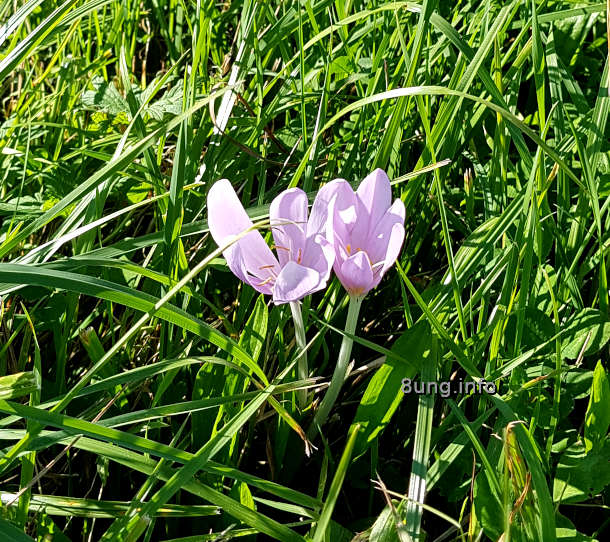 Herbstzeitlose im Gras