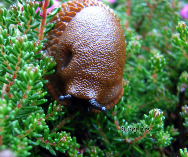 Rote Nacktschnecke im Anmarsch