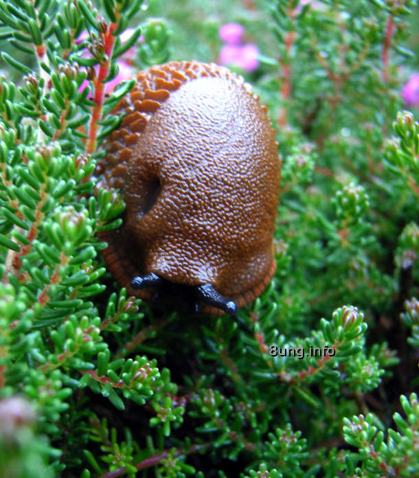 Kultur &amp; Natur — Fensterblick Regen macht Pause Hund geht Gassi&hellip;.