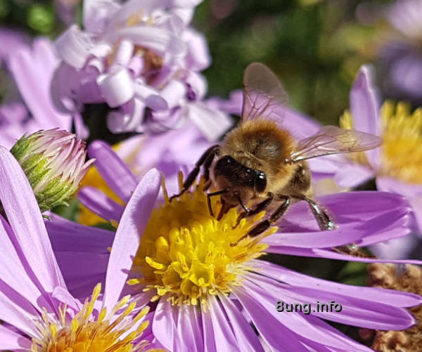Biene auf einer lila Strahlenaster