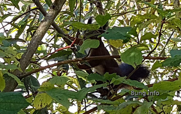 Eichhörnchen im Baum