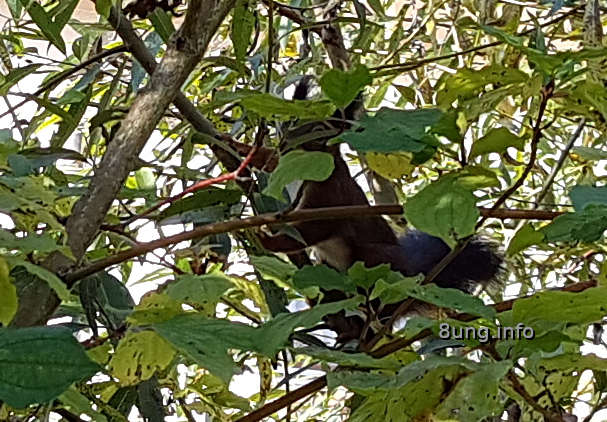 Eichhörnchen im Baum