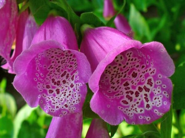 Gefährliche Schönheiten - Giftpflanzen im Garten: Roter Fingerhut - schön und giftig 