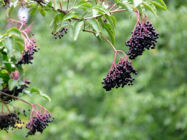 Gefährliche Schönheiten - Giftpflanzen im Garten: Schwarzer Holunder mit reifen, dunklen Beeren