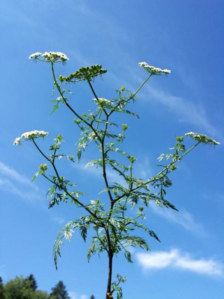 Gefährliche Schönheiten - Giftpflanzen im Garten: giftige Hundspetersilie