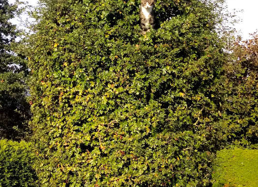 Katze im Baum