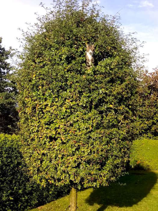 Katze im Baum