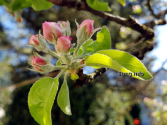Rosa Knospen der Apfelblüte