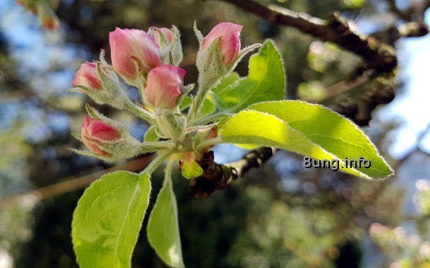 Rosa Knospen der Apfelblüte