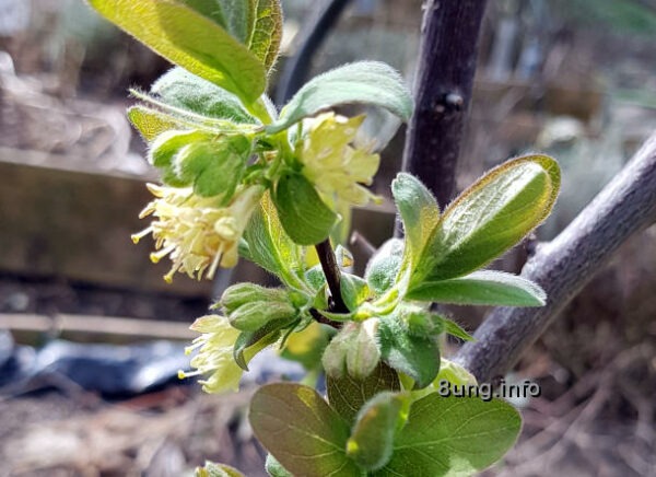 Honigbeere blüht zum 1. Mal, und zwar üppig, mit zartgelben Blüten