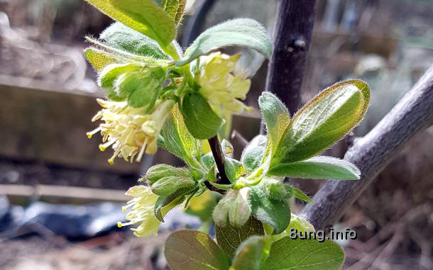 zartgelbe Blüte der Honigbeere