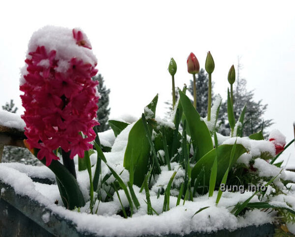 Tulpen und Hyazinthe mit Schneehaube