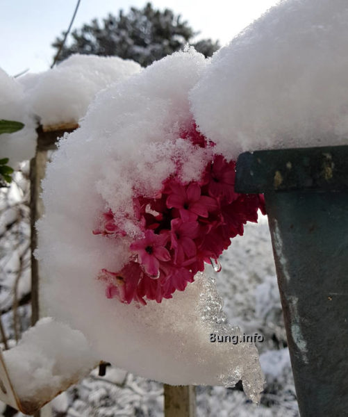 nasser Schnee auf Hyazinthenblüte