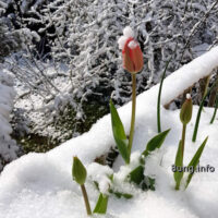 ☼ Wetter im April: Schnee auf Tulpen und anderen Blüten