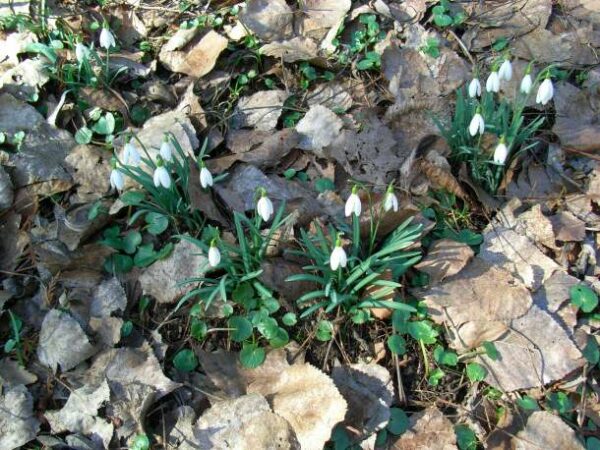 Phänologischer  Frühlingsanfang - Schneeglöckchen und Scharbockskraut