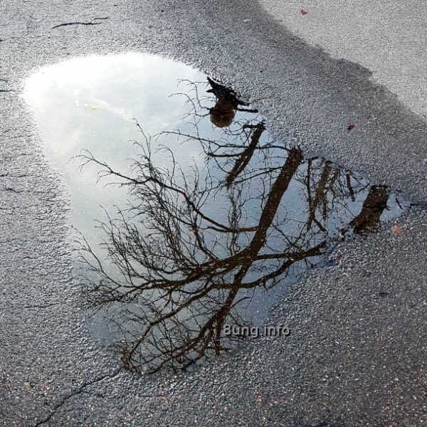 Pfütze im Asphalt, Spiegelung von Baum und Mann