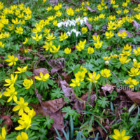 ☼ Wetter am 27. Januar 2016 – Frühling?