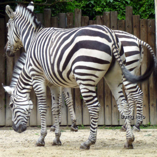 Zebra Rätsel