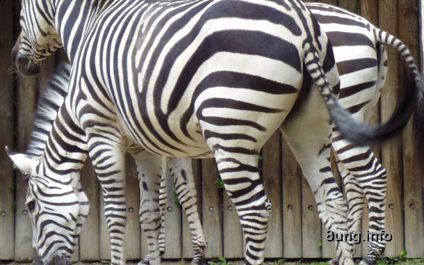 Zebra Rätsel