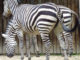Zebra Rätsel