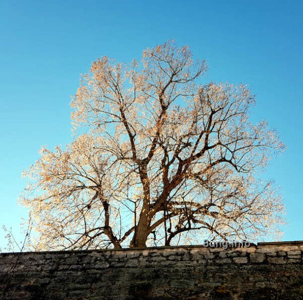 Baum im Gegenlicht