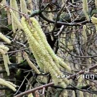 ☼ Wetter 1 Tag vor Februar-Vollmond 2016: Warmer Südwind