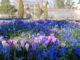 botanischer Garten Karlsruhe - blaue Scilla