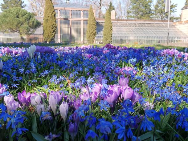botanischer Garten Karlsruhe - blaue Scilla