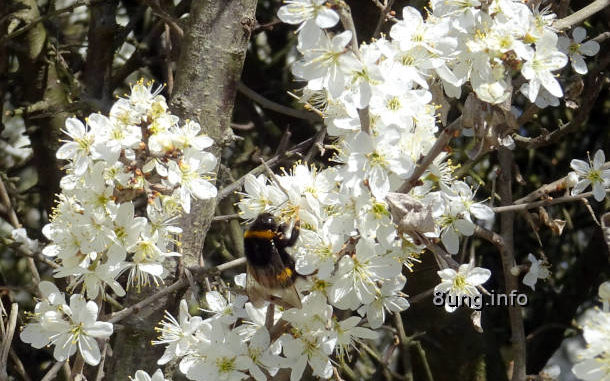schlehenblüte mit Hummel