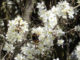 schlehenblüte mit Hummel