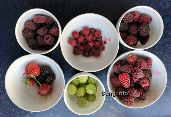 Himbeeren, Brombeeren, Stachelbeeren, Erdbeeren