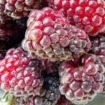 Himbeeren in Grossaufnahme, Makro