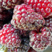 ✿ Garten im Juli: Beeren in Hülle und Fülle dank Sonne pur
